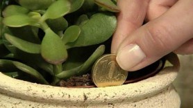 Planta banilor pe care trebuie neapărat s-o ai în casă